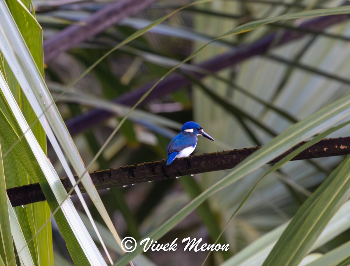 Little Kingfisher - ML640758143