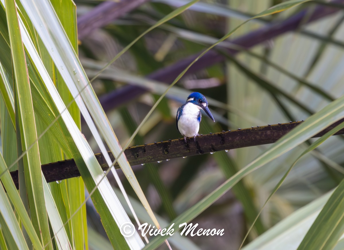 Little Kingfisher - ML640758144