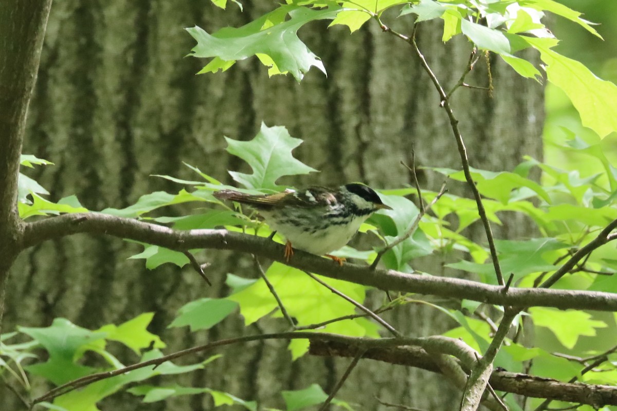 Blackpoll Warbler - ML640758173