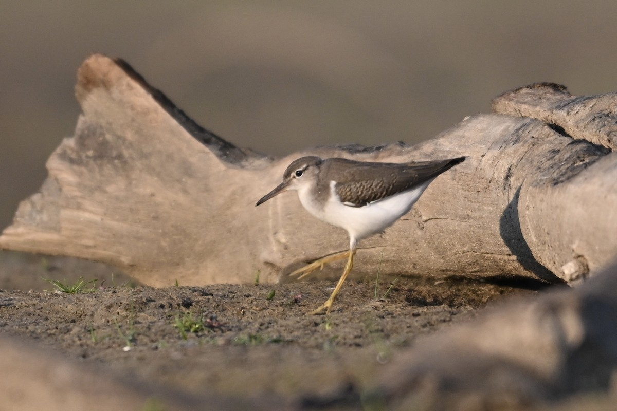 Spotted Sandpiper - ML640758174