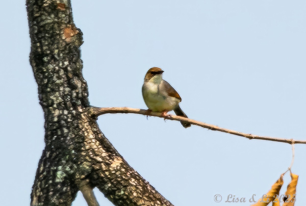 Singing Cisticola - ML640758175