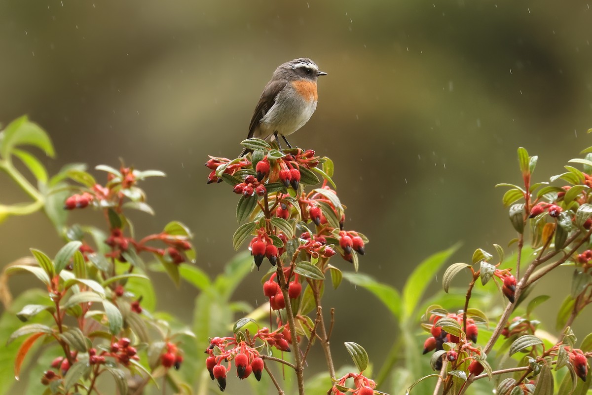 Rufous-breasted Chat-Tyrant - ML640758199