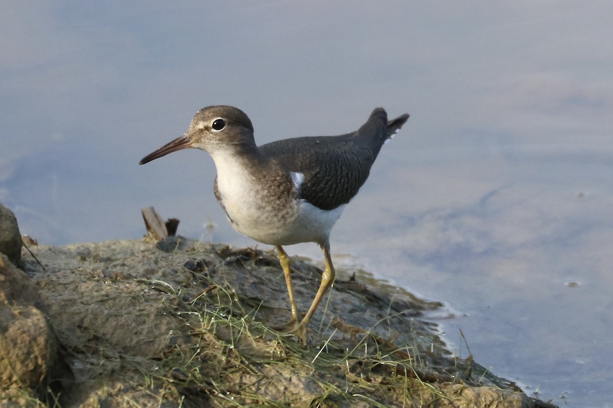 Spotted Sandpiper - ML640758213