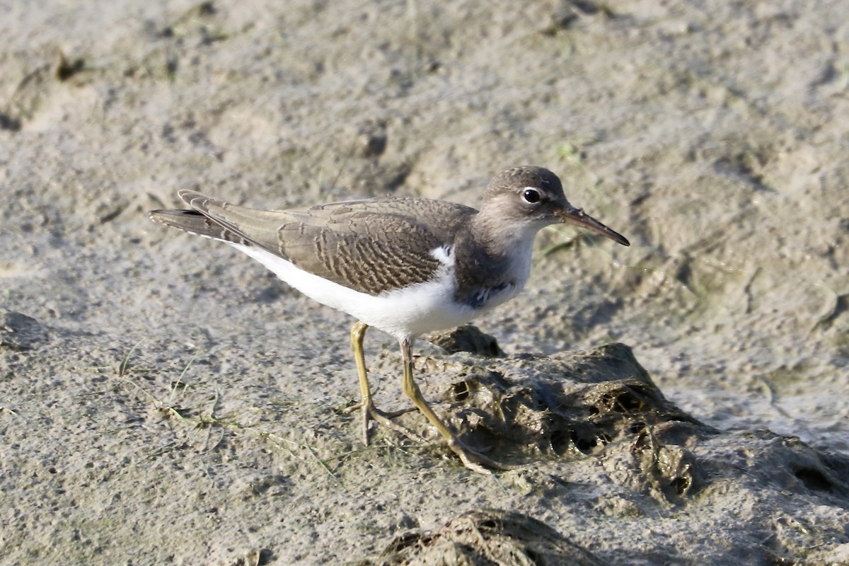 Spotted Sandpiper - ML640758221