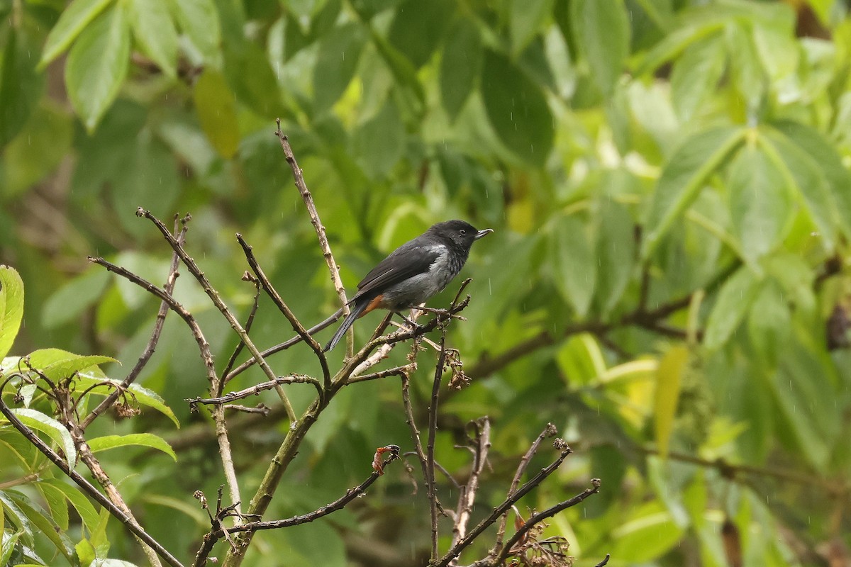 Gray-bellied Flowerpiercer - ML640758234