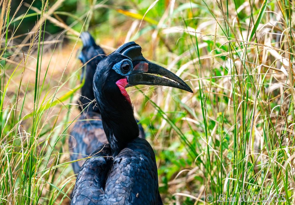 Abyssinian Ground-Hornbill - ML640758256