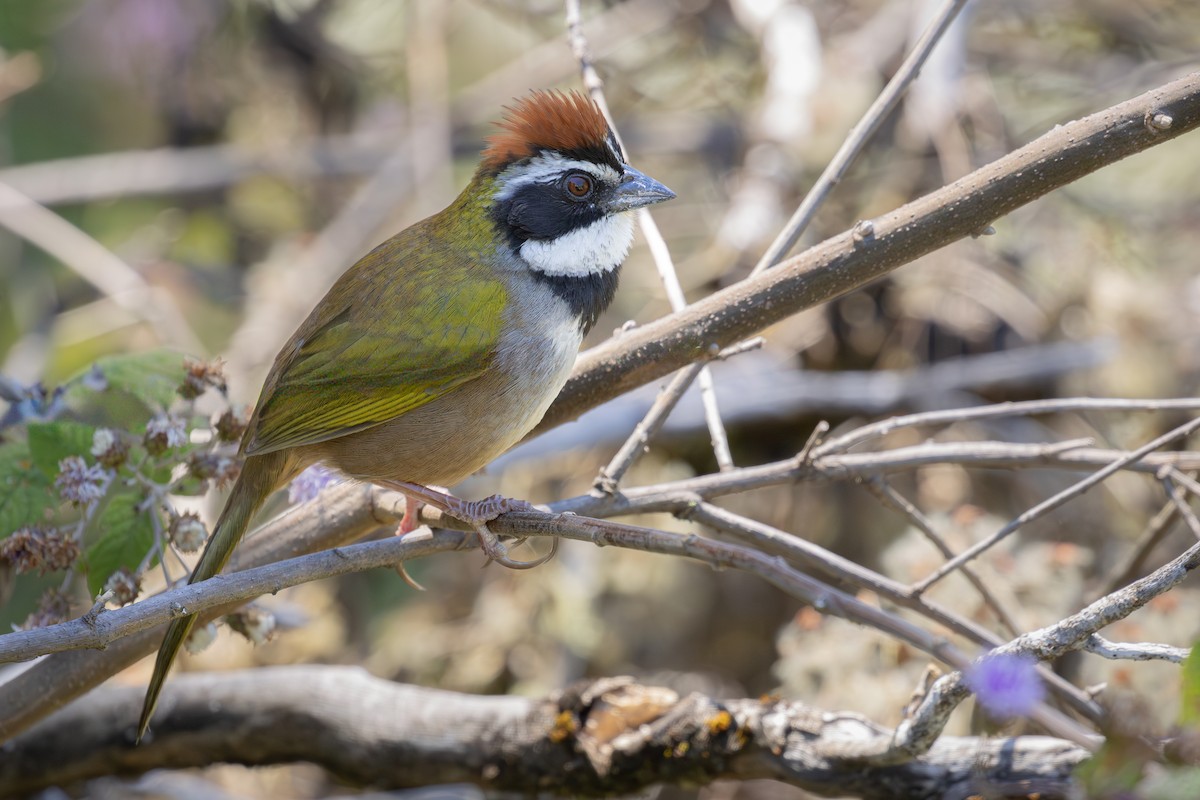 Collared Towhee - ML640758270