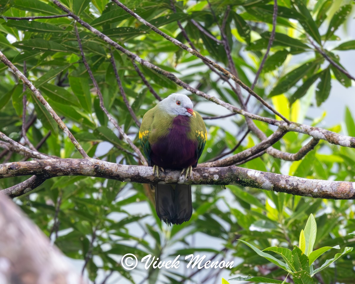 Wompoo Fruit-Dove - ML640758325