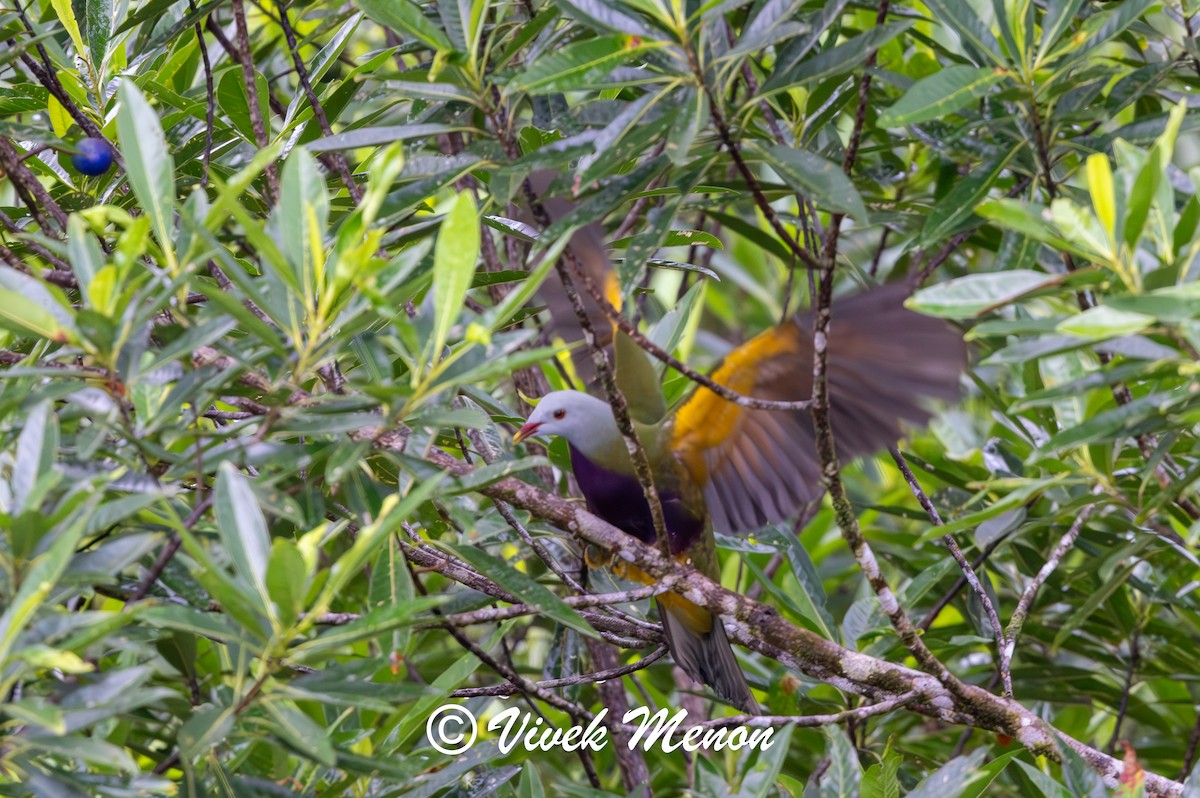 Wompoo Fruit-Dove - ML640758327