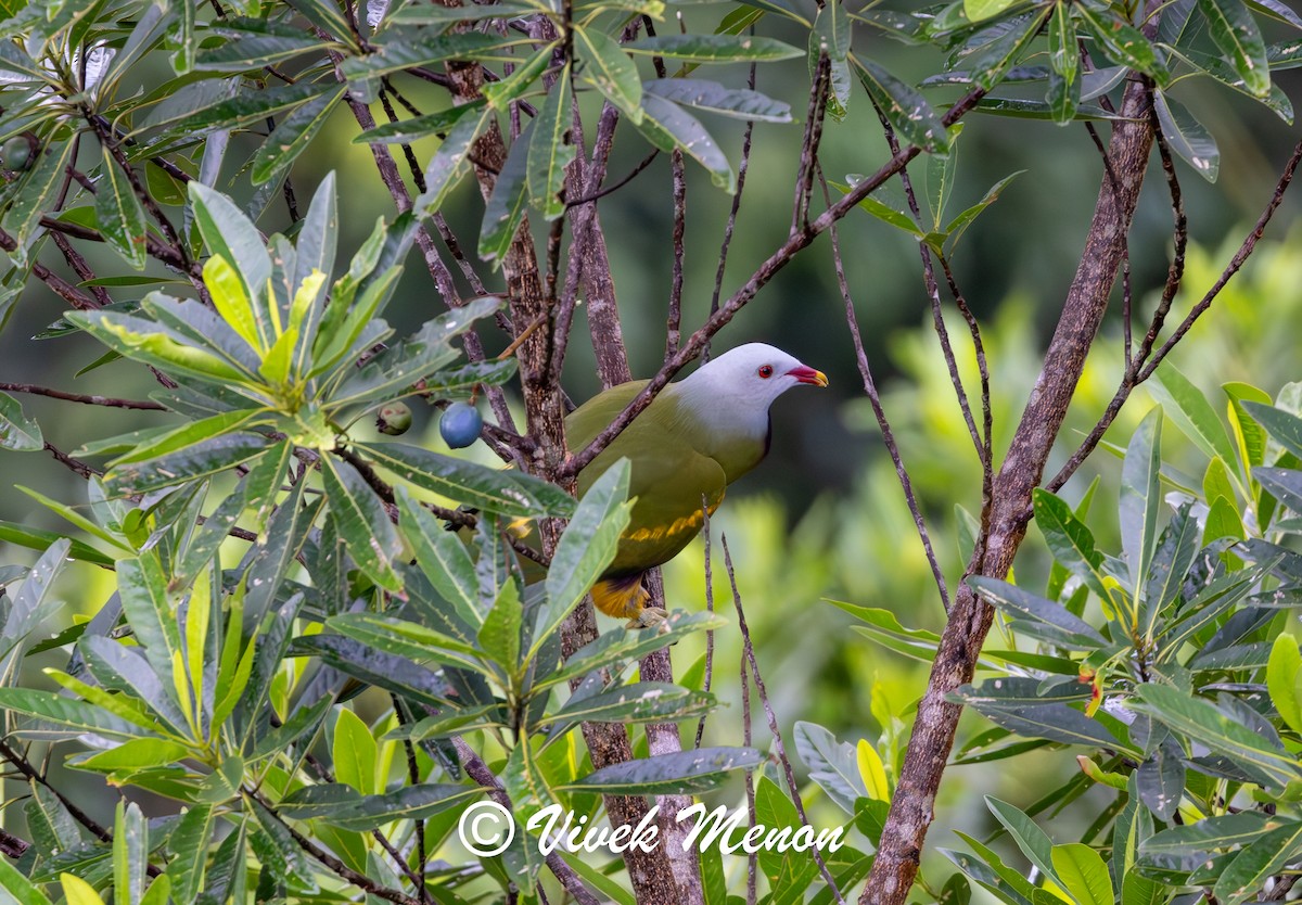 Wompoo Fruit-Dove - ML640758329