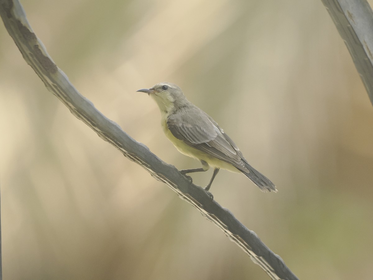 Nile Valley Sunbird - ML640758335