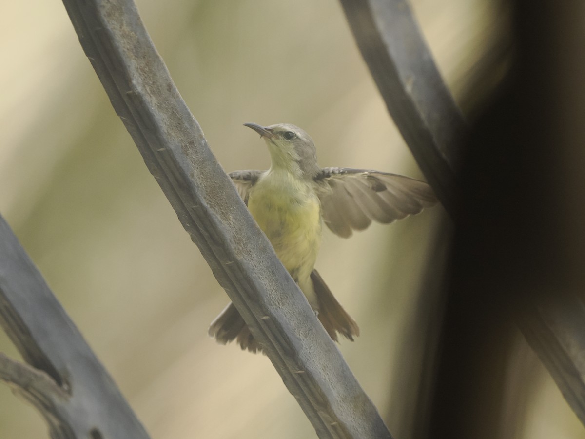 Nile Valley Sunbird - ML640758337