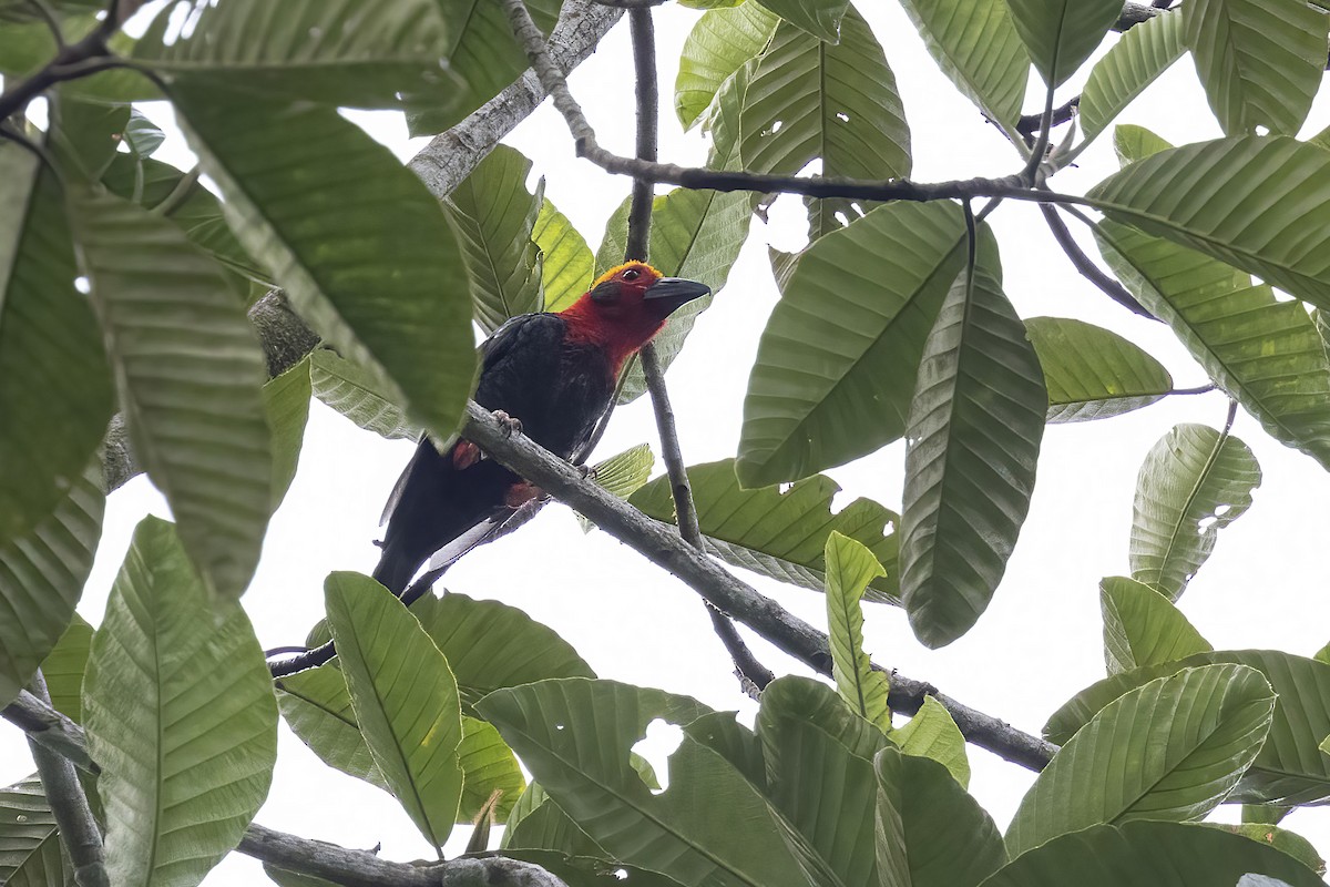 Bornean Bristlehead - ML640758339
