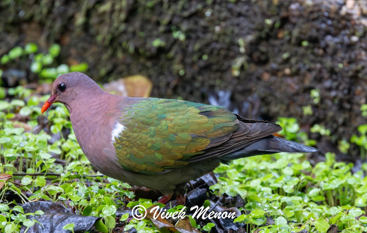 Pacific Emerald Dove - ML640758341
