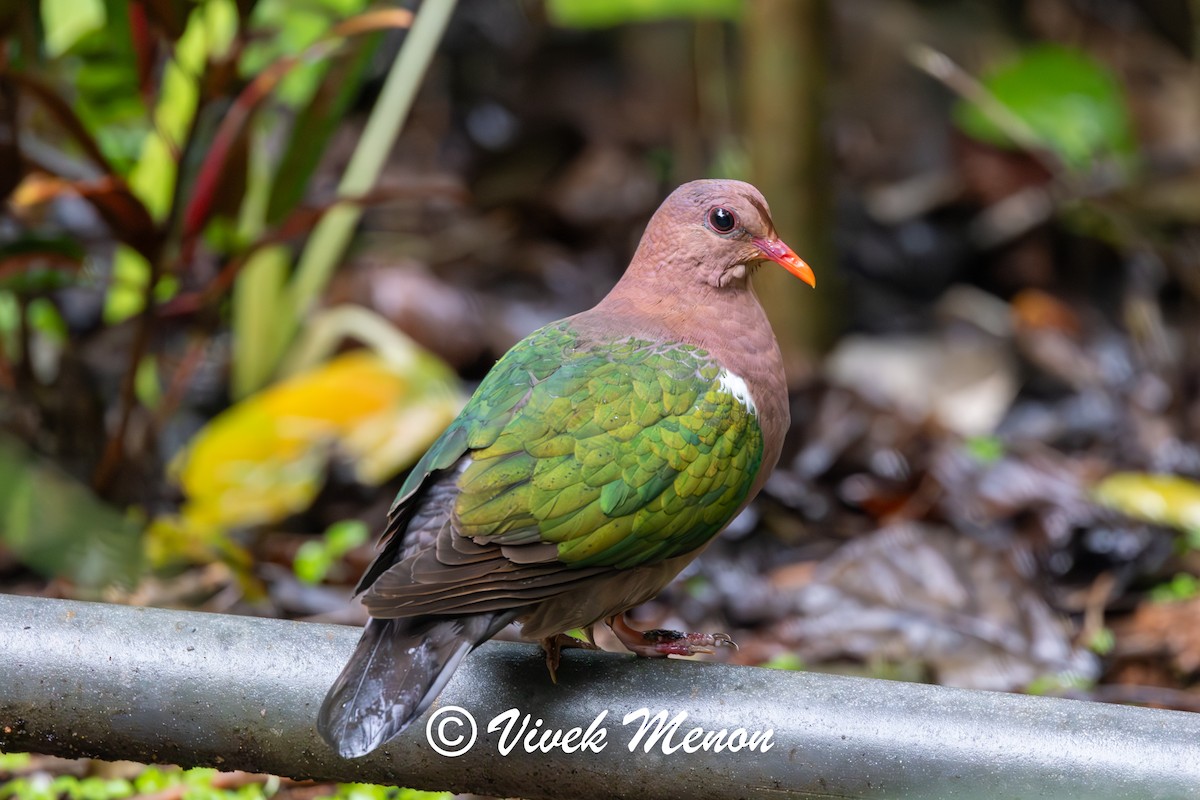 Pacific Emerald Dove - ML640758342