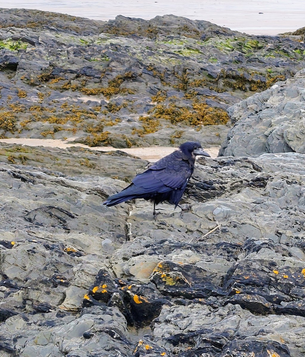 Rook - ML640758383