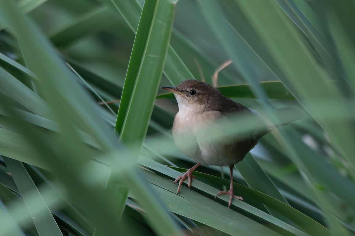 Savi's Warbler - ML640758394