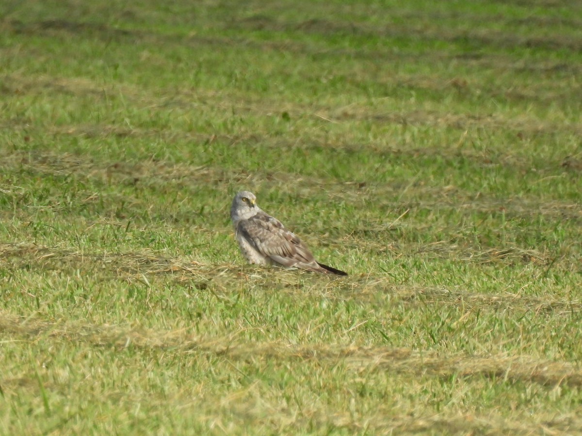 Northern Harrier - ML640758435