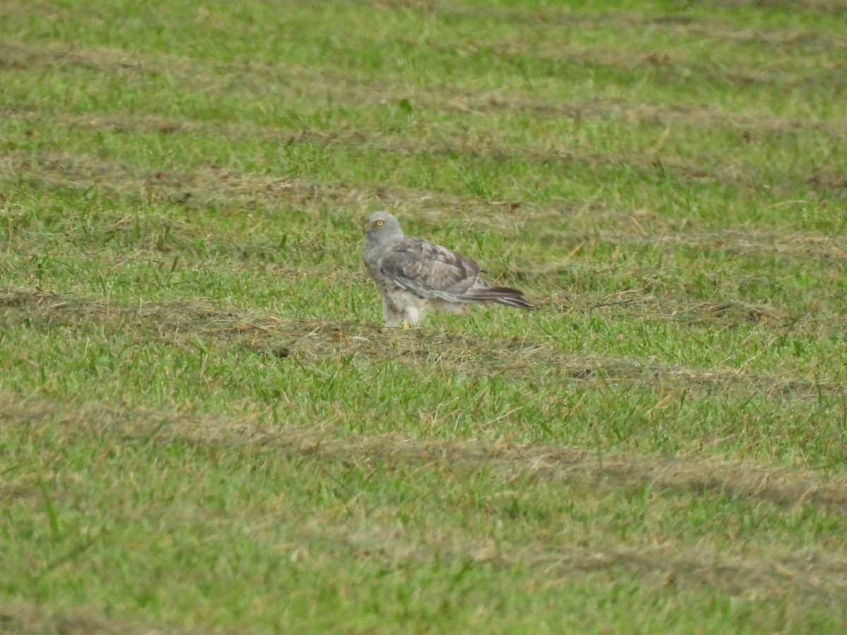 Northern Harrier - ML640758436