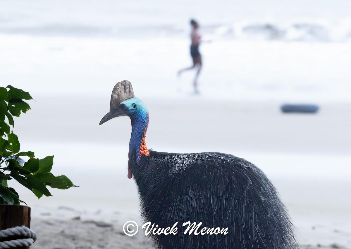 Southern Cassowary - ML640758504