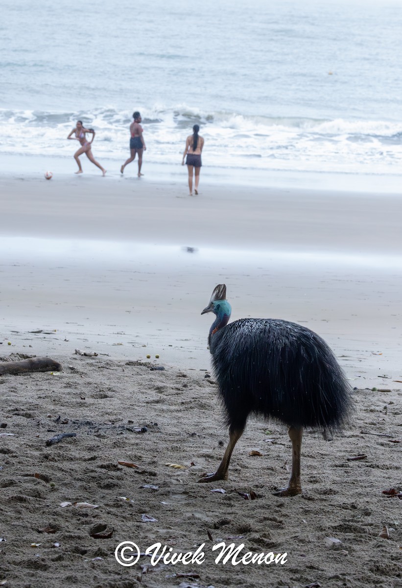 Southern Cassowary - ML640758505