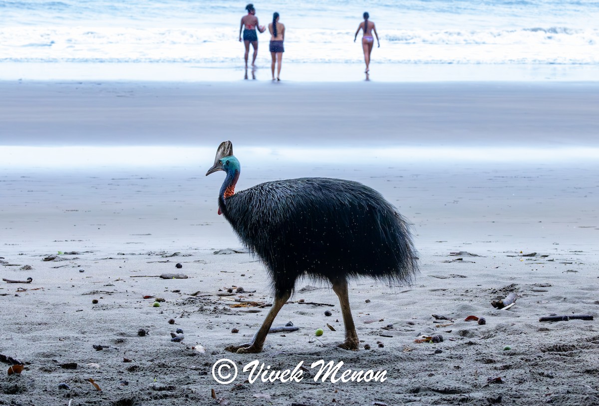 Southern Cassowary - ML640758507