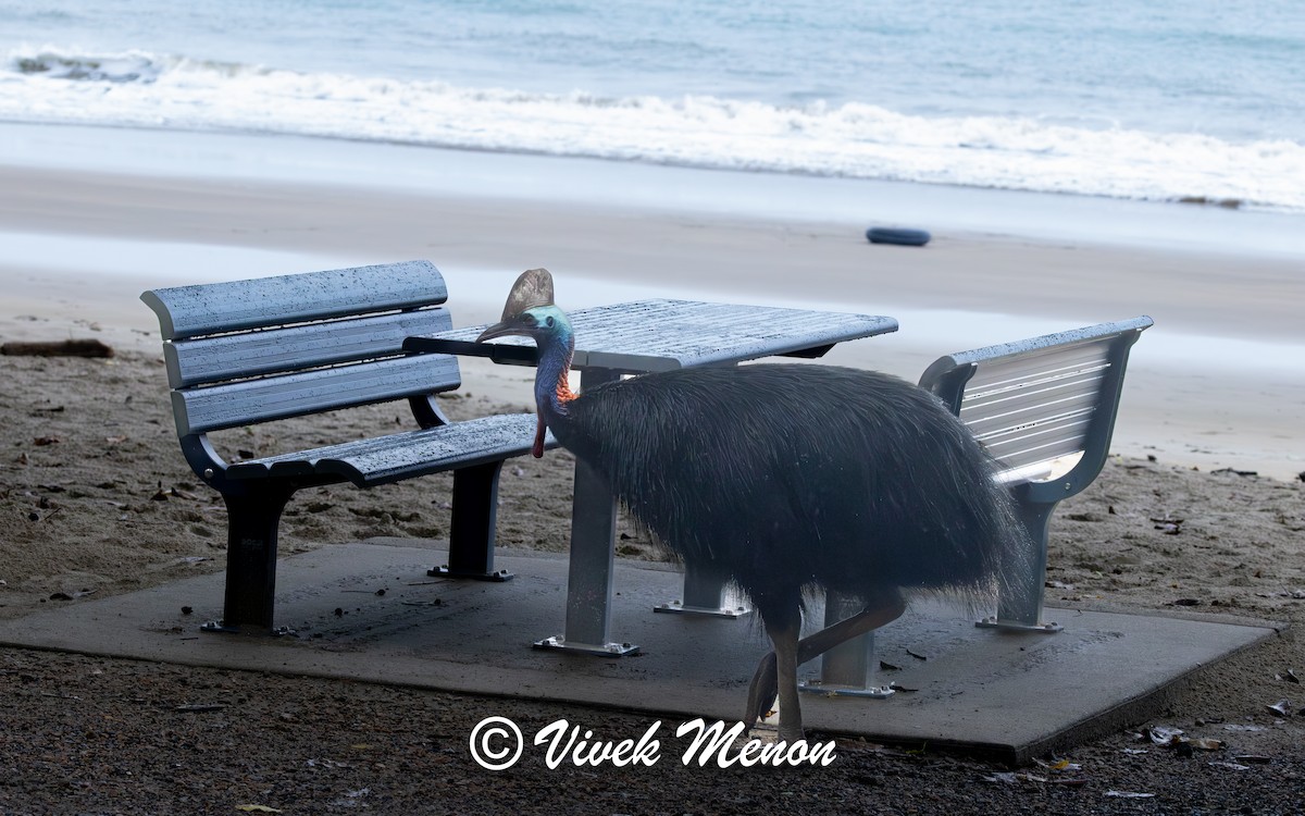 Southern Cassowary - ML640758508