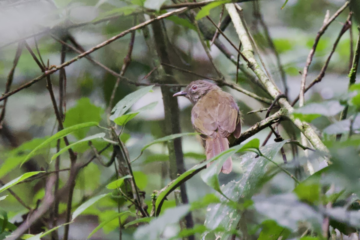 Red-tailed Greenbul - ML640758509