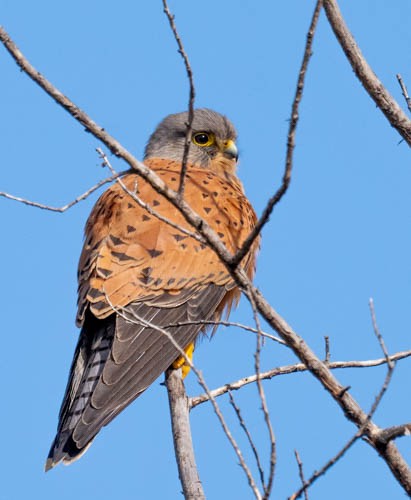 Rock Kestrel - ML640758525