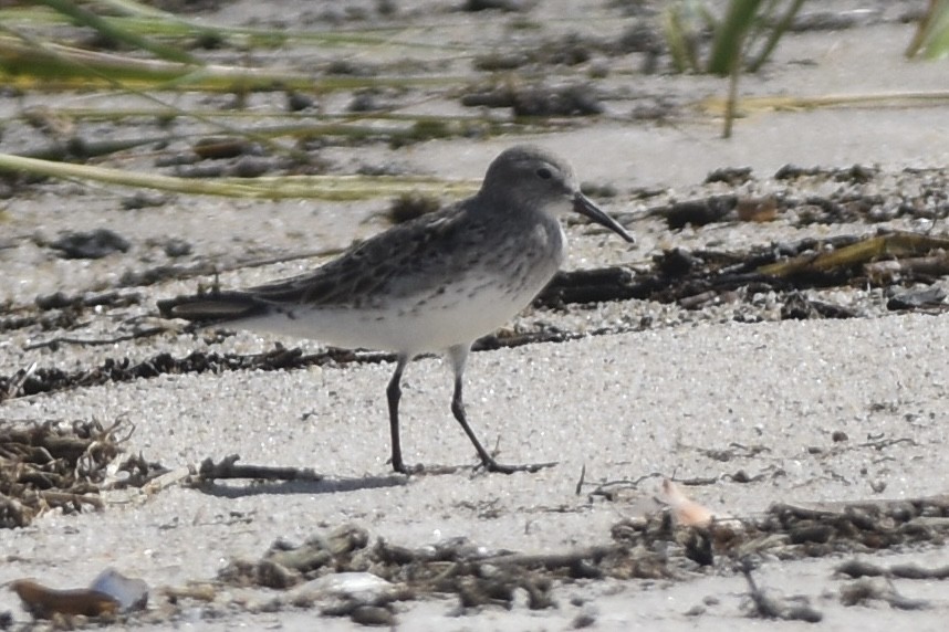 White-rumped Sandpiper - ML640758526