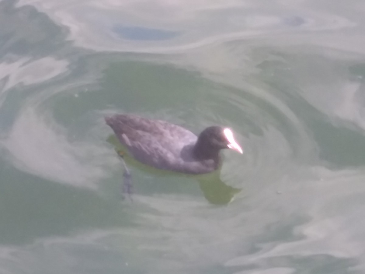 Eurasian Coot - ML640758572