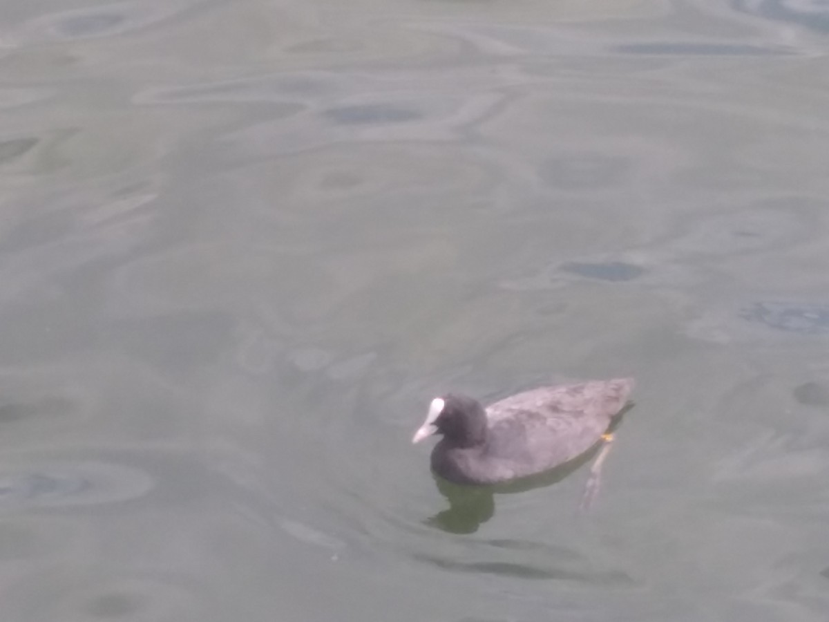 Eurasian Coot - ML640758584
