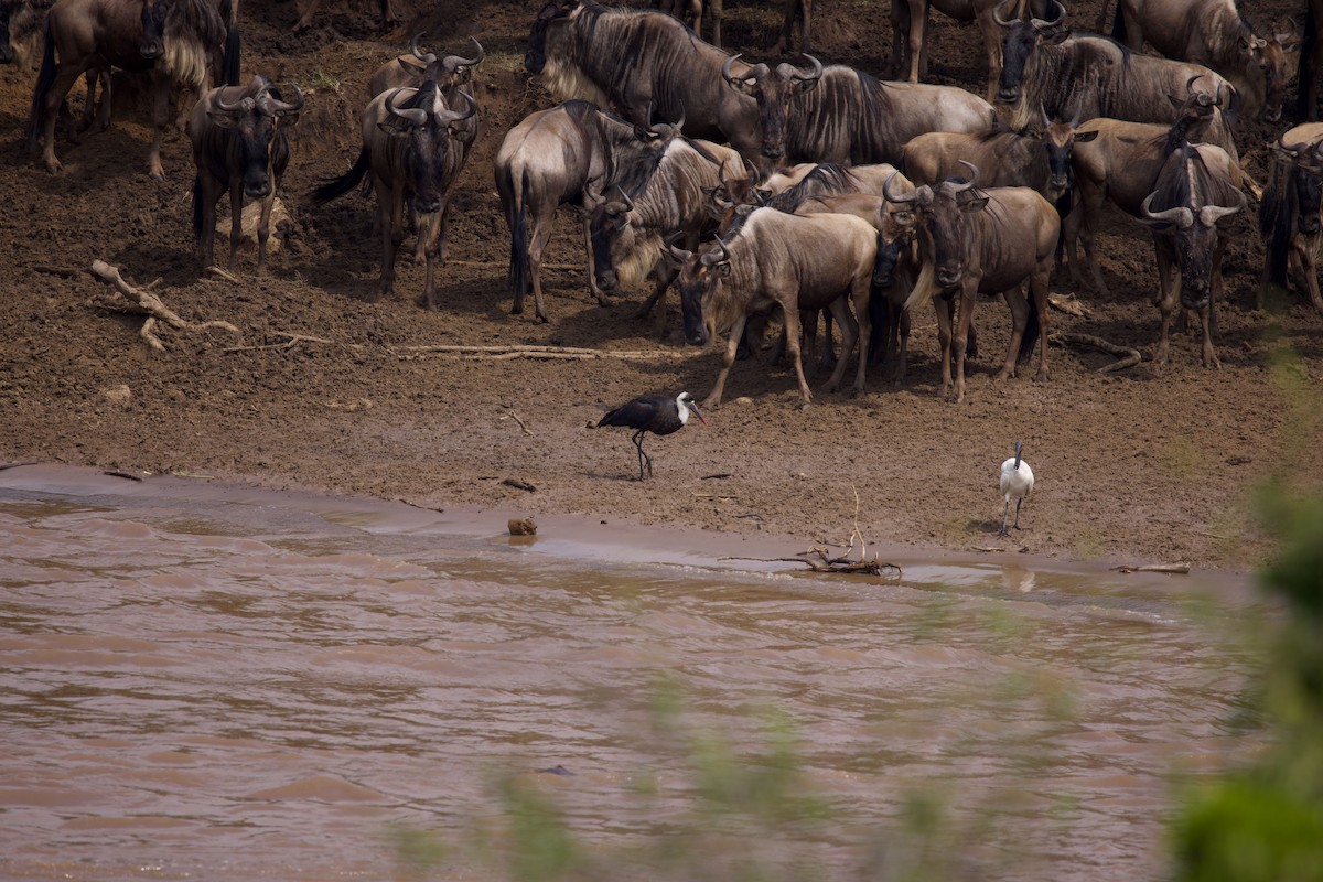 Cigogne à pattes noires - ML640758589