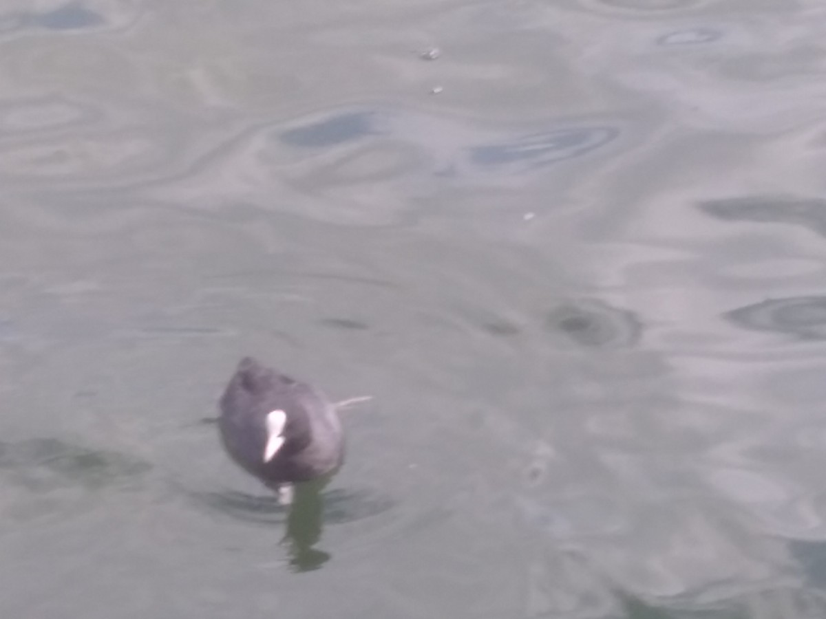 Eurasian Coot - ML640758598