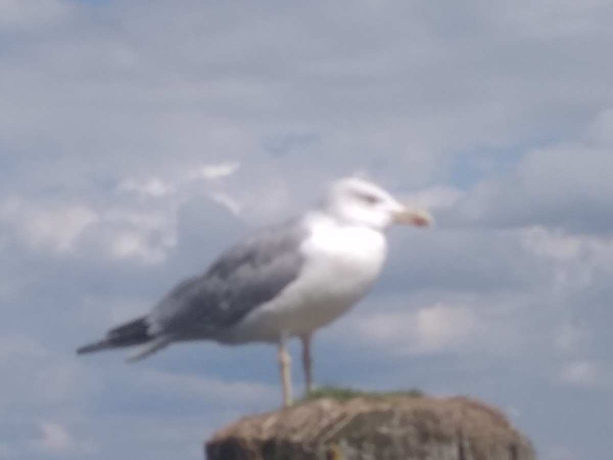 Yellow-legged Gull - ML640758615