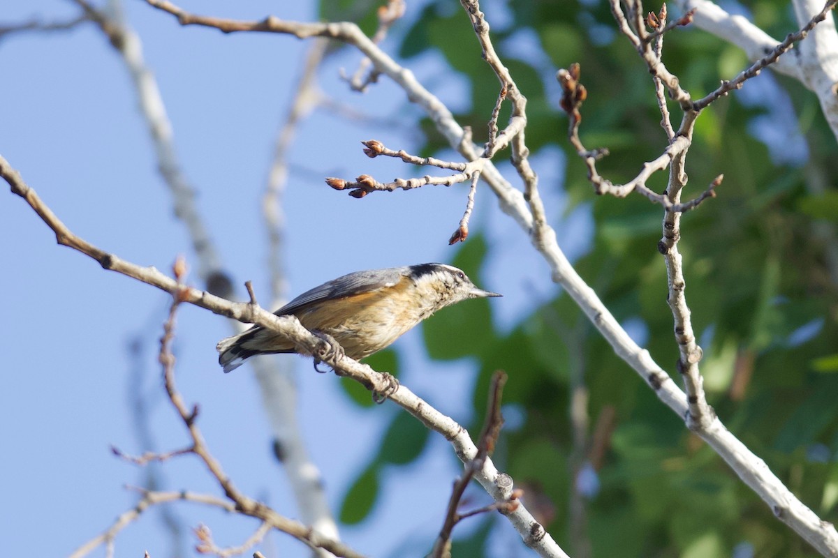 Red-breasted Nuthatch - ML640758619