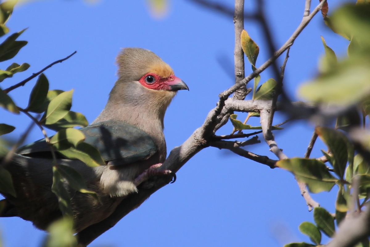 Red-faced Mousebird - ML640758620
