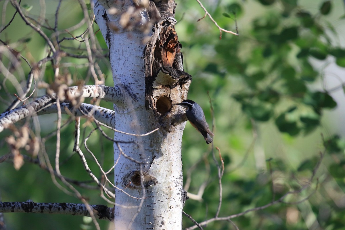Red-breasted Nuthatch - ML640758625