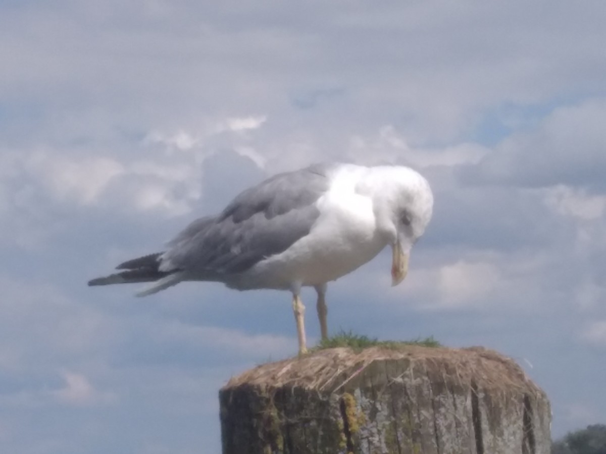 Yellow-legged Gull - ML640758626