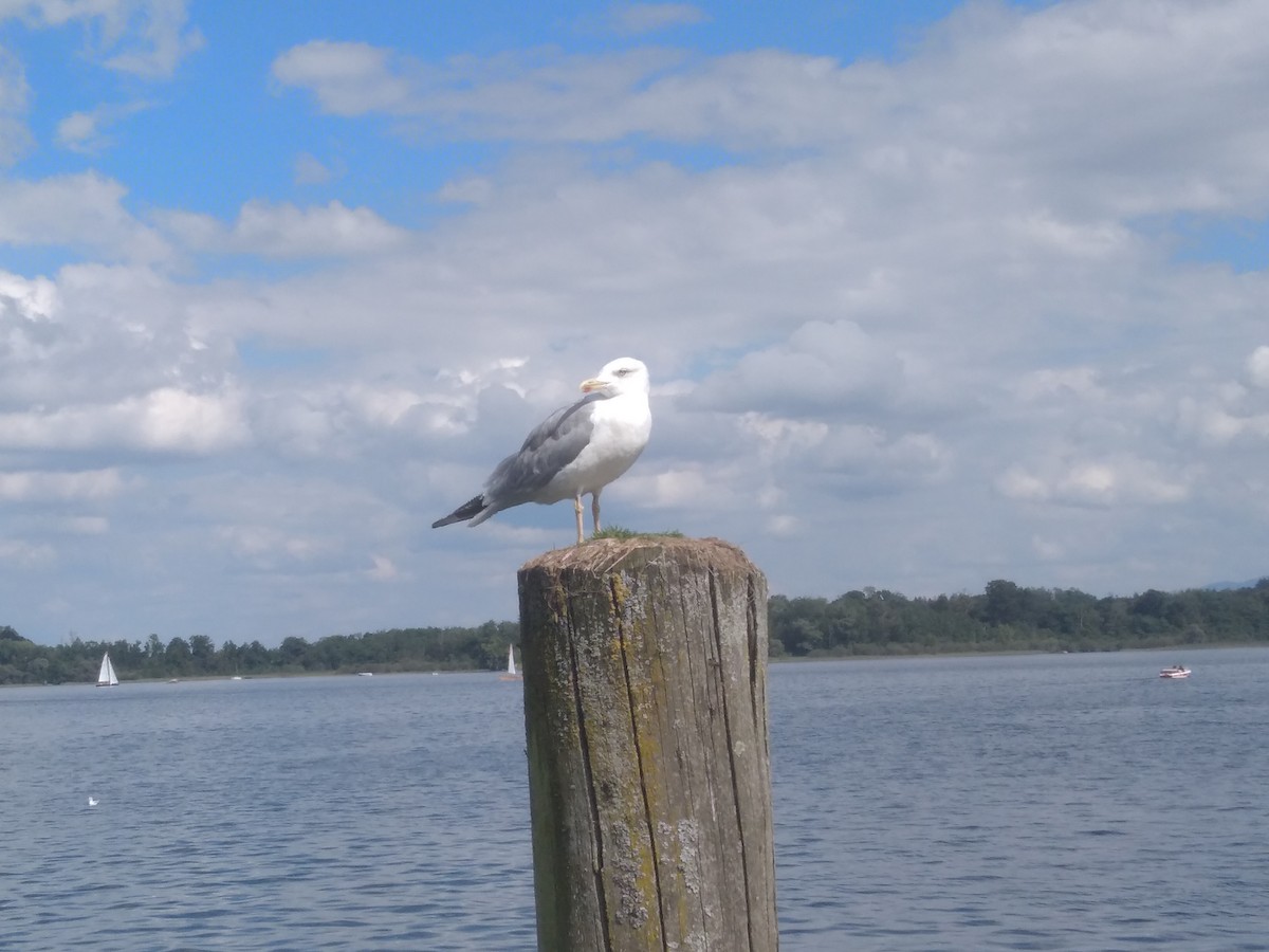Yellow-legged Gull - ML640758633