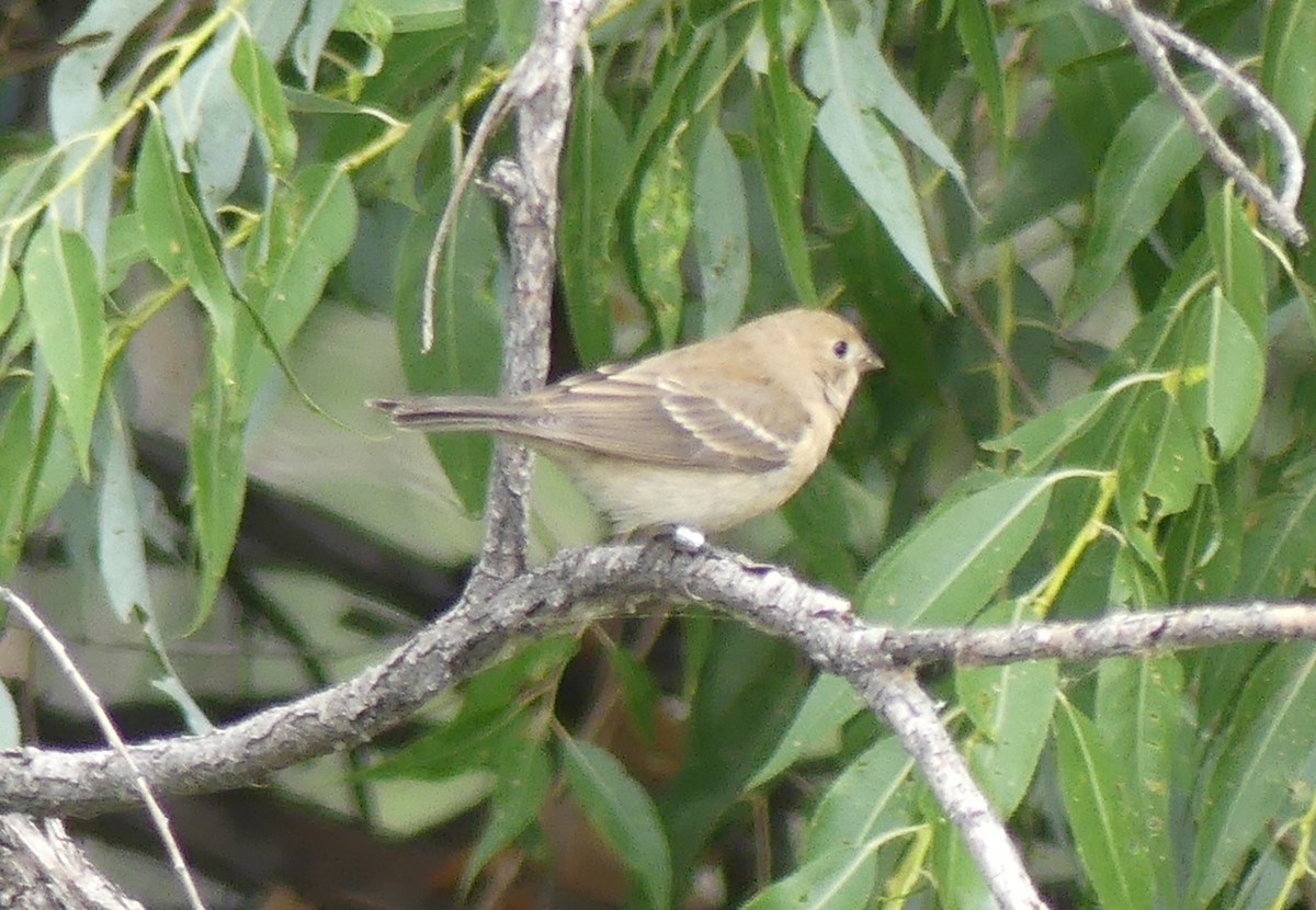 papežík lazurový - ML640758634