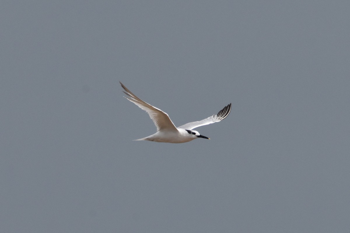 Sandwich Tern - ML640758636