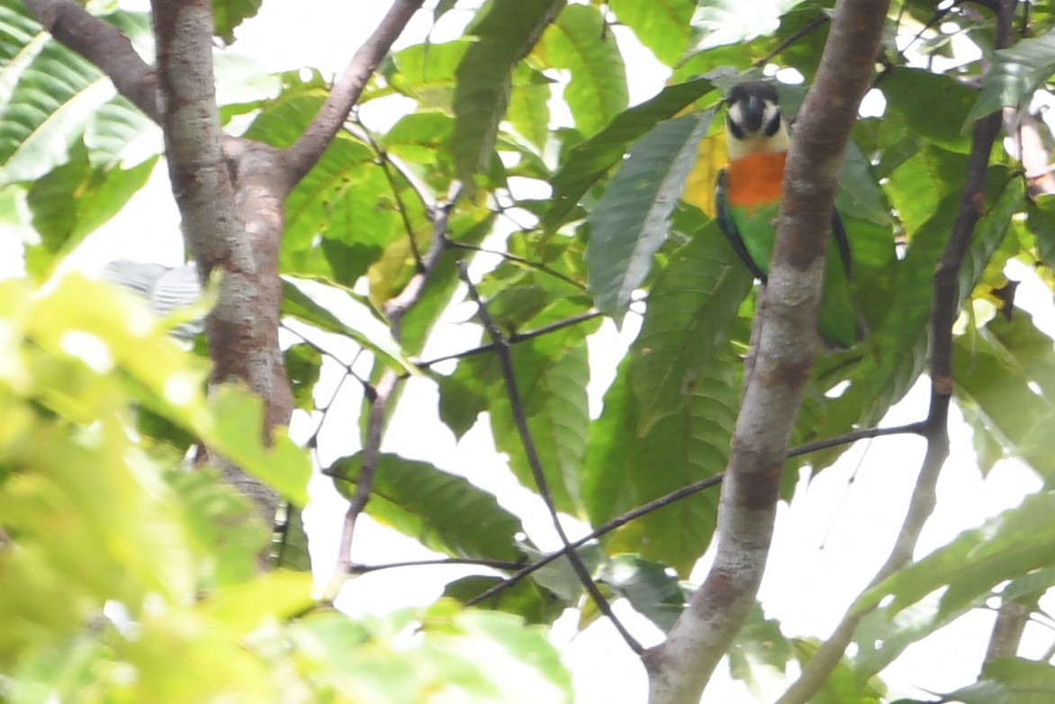 Dusky-cheeked Fig-Parrot - ML640758690