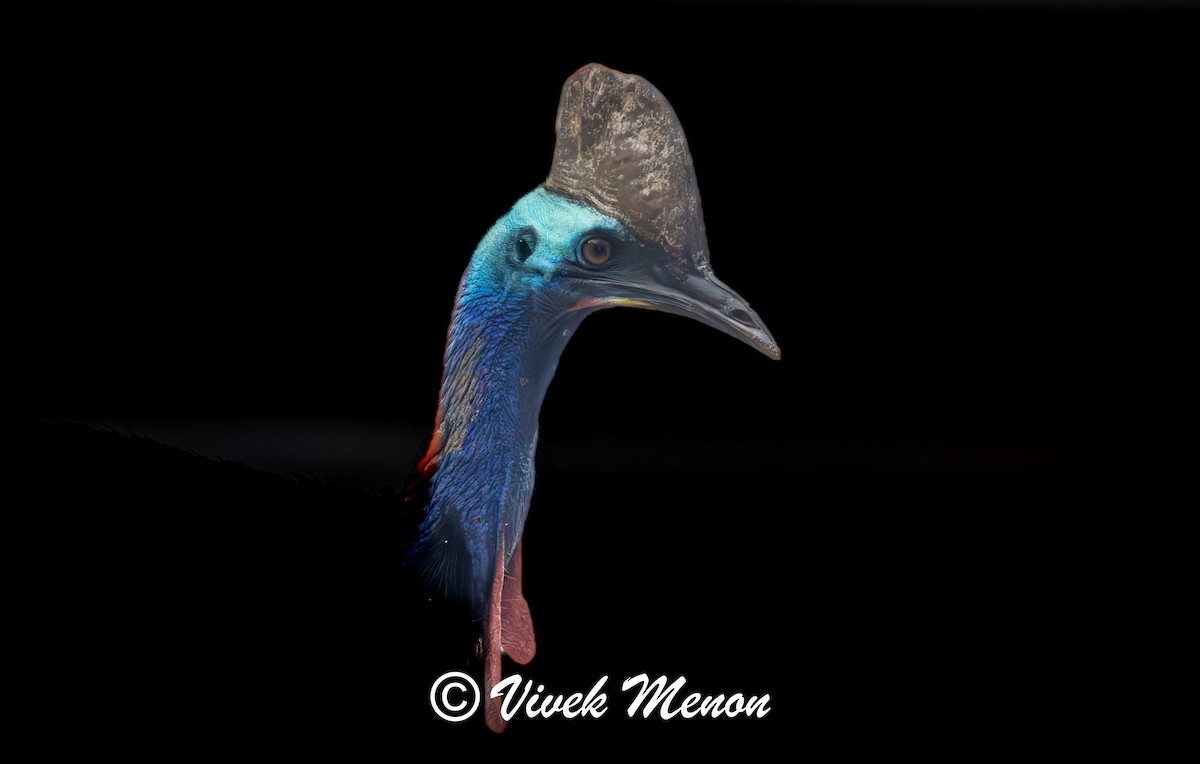 Southern Cassowary - ML640758705