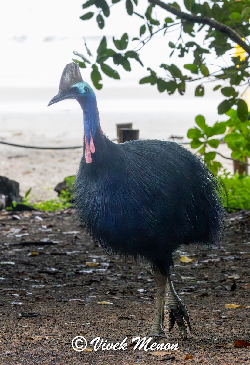 Southern Cassowary - ML640758707