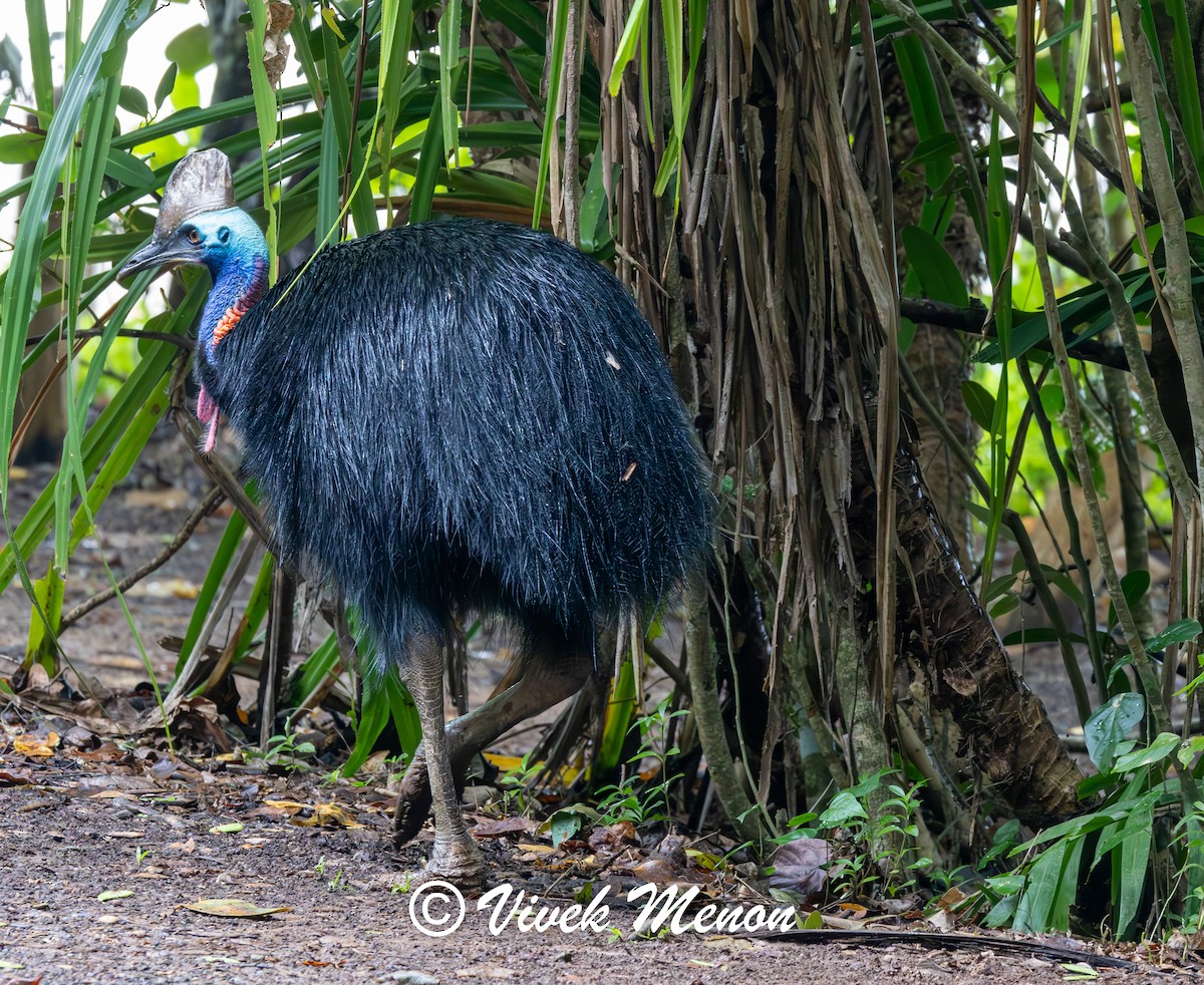 Southern Cassowary - ML640758708