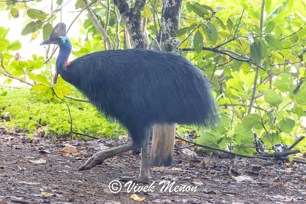 Southern Cassowary - ML640758709