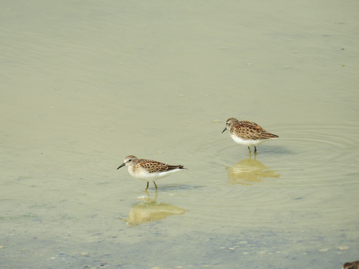 Least Sandpiper - ML640758780