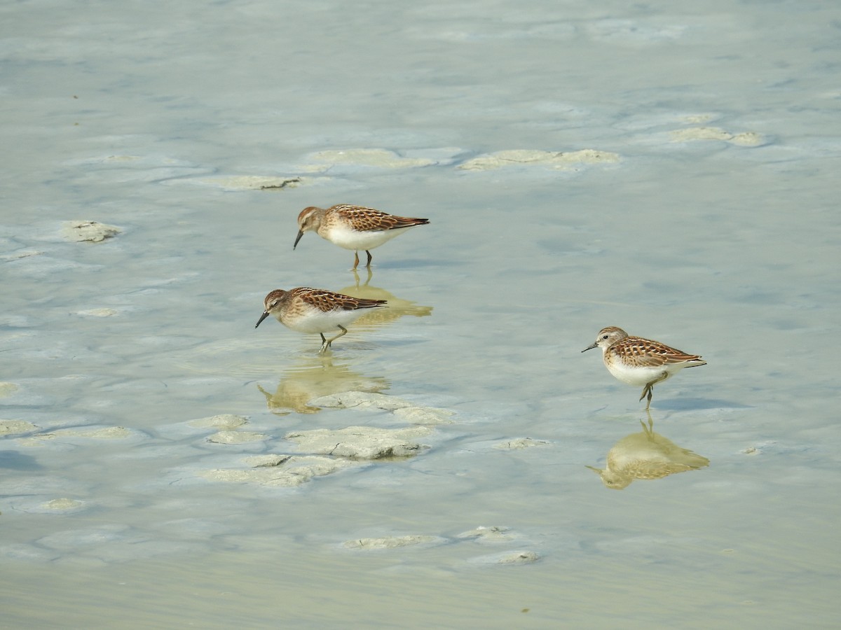 Least Sandpiper - ML640758781