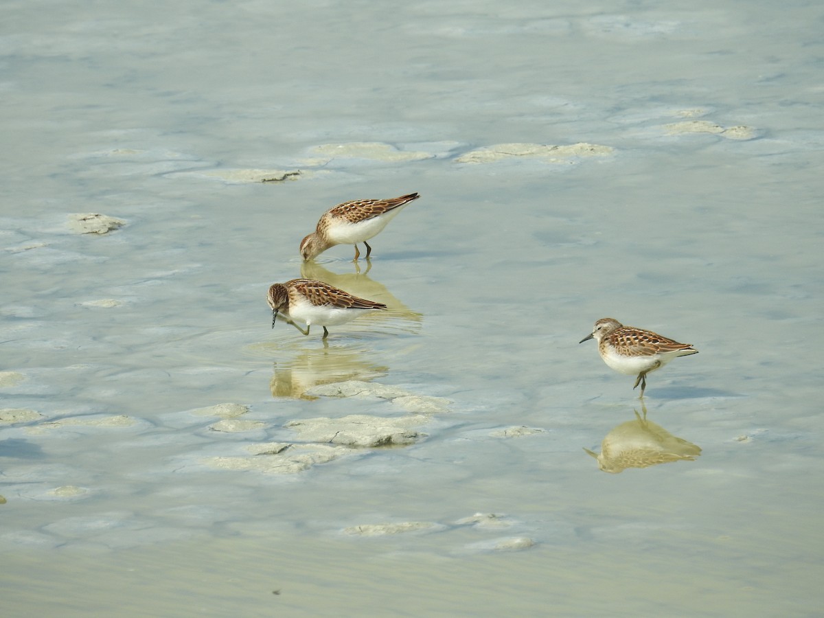 Least Sandpiper - ML640758782